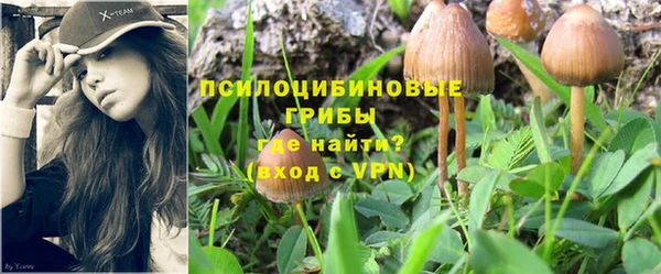 стафф Аркадак